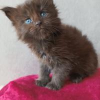 Maine Coon pedigree Afef ~Pikachu