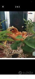 acquario 50 l 