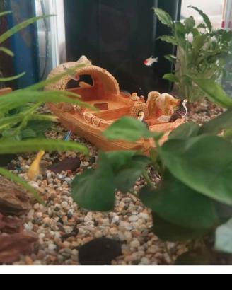 acquario 50 l 