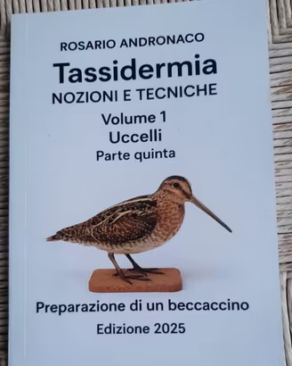 Tassidermia uccelli Preparazione di un beccaccino
