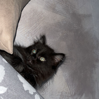 V Maine coon maschio di due mesi