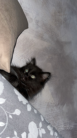 V Maine coon maschio di due mesi