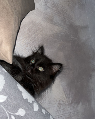 V Maine coon maschio di due mesi