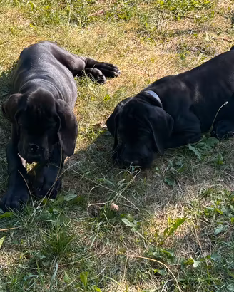 Cuccioli di Alano