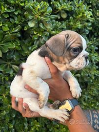 Bulldog francese
