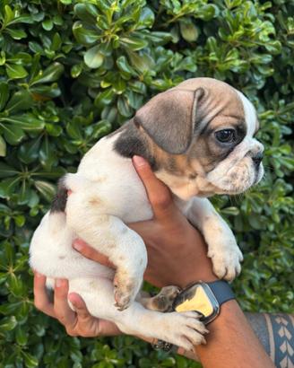 Bulldog francese