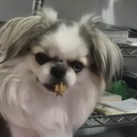 Chiuhuahua per accoppiamento