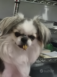 Chiuhuahua per accoppiamento