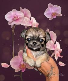 Chihuahua maschio pelo lungo ENCI