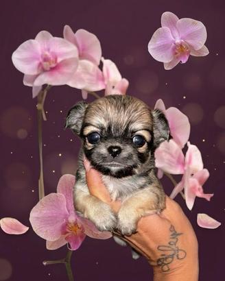 Chihuahua maschio pelo lungo ENCI