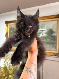 Maine Coon Maschio