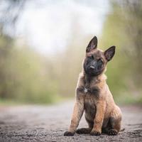Cuccioli Pastore Belga Malinois in Campania