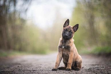 Cuccioli Pastore Belga Malinois in Campania