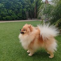 Spitz Pomerania per monta