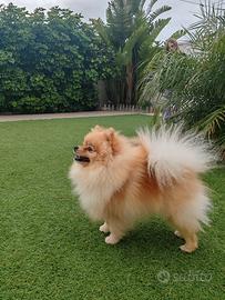 Spitz Pomerania per monta