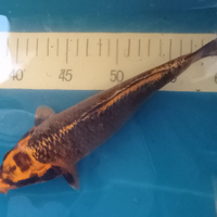 Carpe Koi