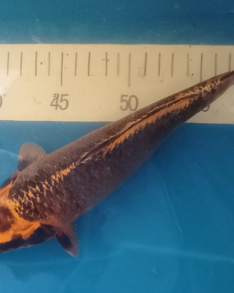 Carpe Koi