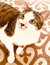 Gatta del luglio 2023