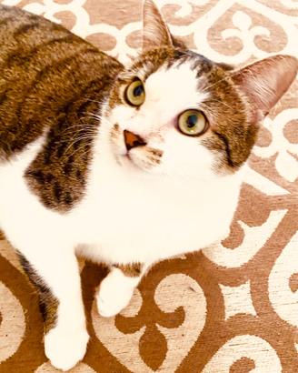 Gatta del luglio 2023