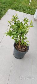  pianta calamondino 