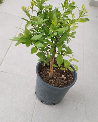  pianta calamondino 