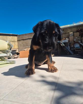 Jagd terrier