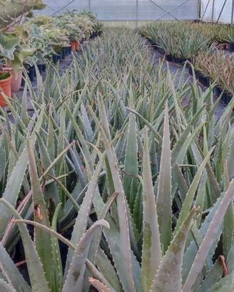 aloe vera 
