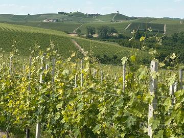 Vigneto di Barolo e Langhe nebbiolo