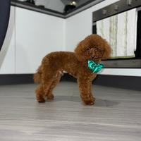 Barboncino Toy Red X Accoppiamento/Monte