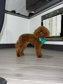 Barboncino Toy Red X Accoppiamento/Monte