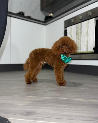 Barboncino Toy Red X Accoppiamento/Monte