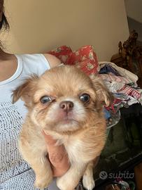 Chihuahua