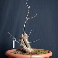 Lonicera/Caprifoglio (Lonicera xylosteum)