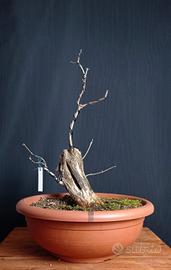 Lonicera/Caprifoglio (Lonicera xylosteum)