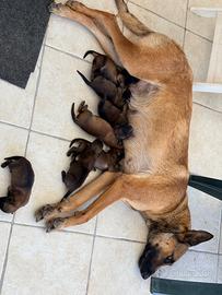 Pastore Belga Malinois