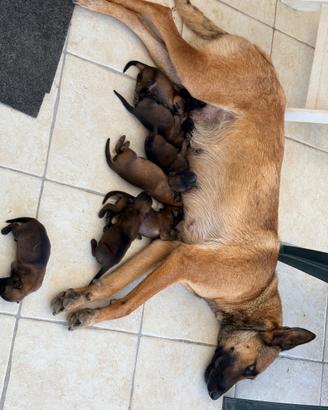 Pastore Belga Malinois