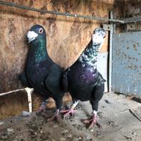 Colombi 3 coppie V.Ita, V.tedeschi