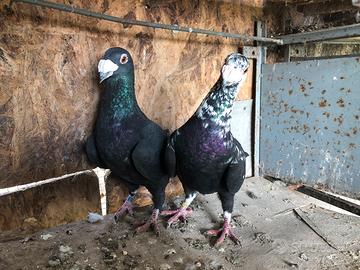 Colombi 3 coppie V.Ita, V.tedeschi