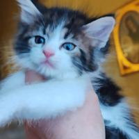 Gattini a pelo lungo