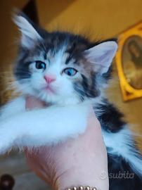 Gattini a pelo lungo