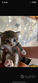 Gattina femmina