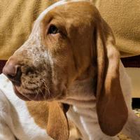 Bracco Italiano