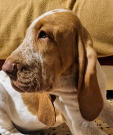 Bracco Italiano