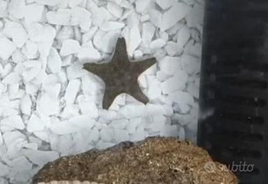 Stelle marine per acquario