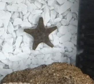 Stelle marine per acquario