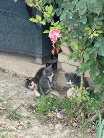 Gattine di tre mesi