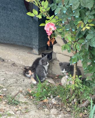 Gattine di tre mesi