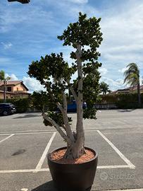 Bonsai Ficus Ginseng