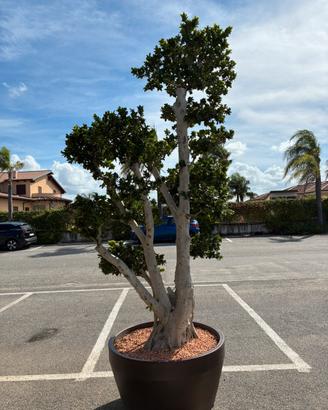 Bonsai Ficus Ginseng