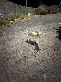 Cani cuccioli